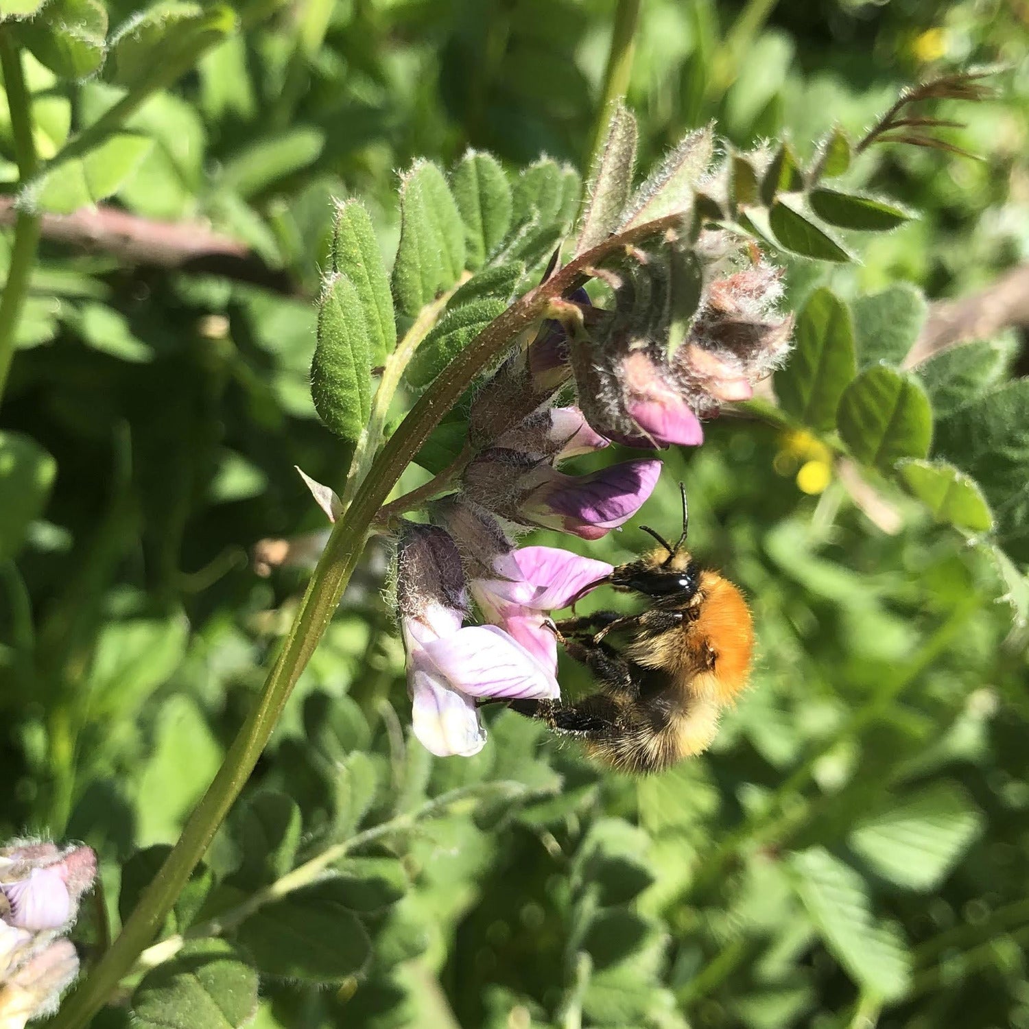 Bee wildflower seed mix