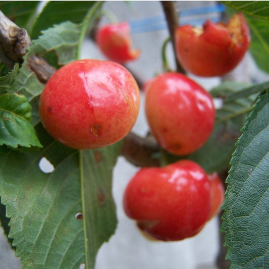 Cherry - Cherokee