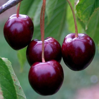 Stella | Buy Heritage Cherry Trees Online | Habitat Aid