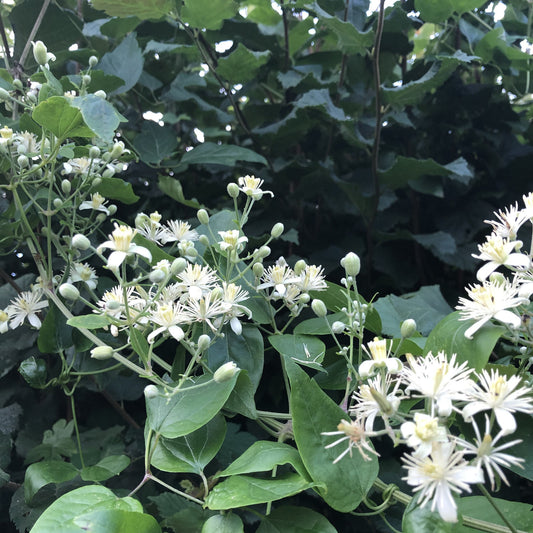 Clematis vitalba, Old Man's Beard