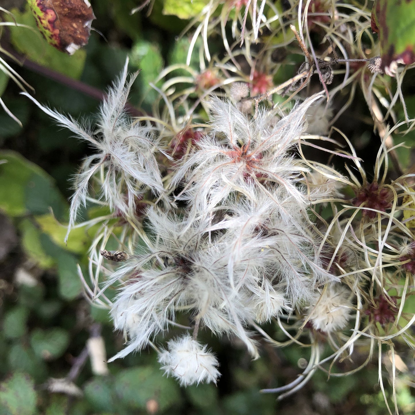 Clematis vitalba seed clusters