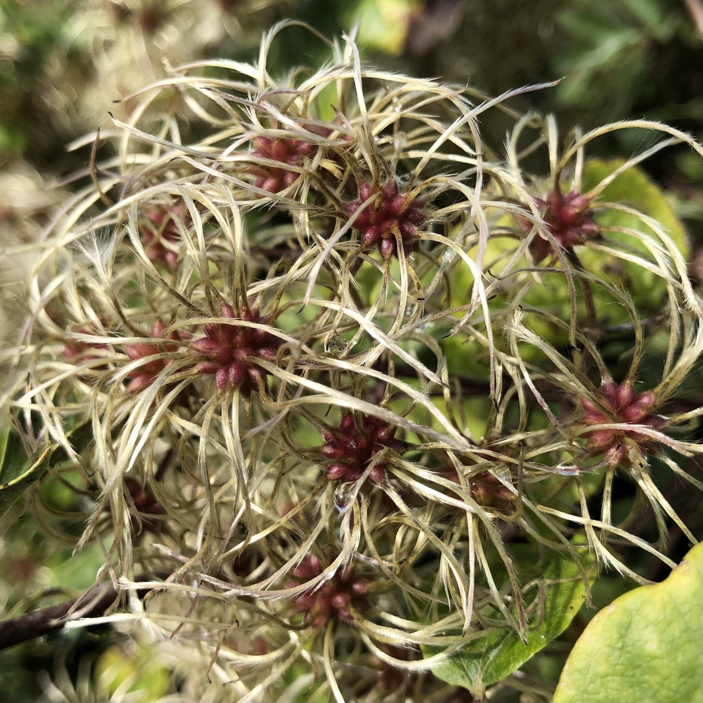 Clematis vitalba