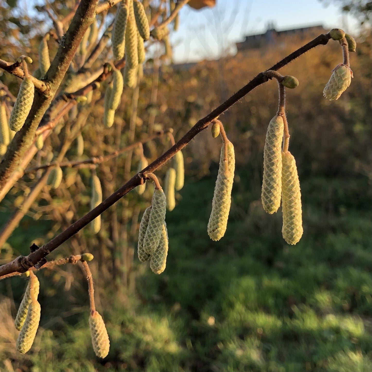 Cobs and Filberts (Corylus avellana and maxima)