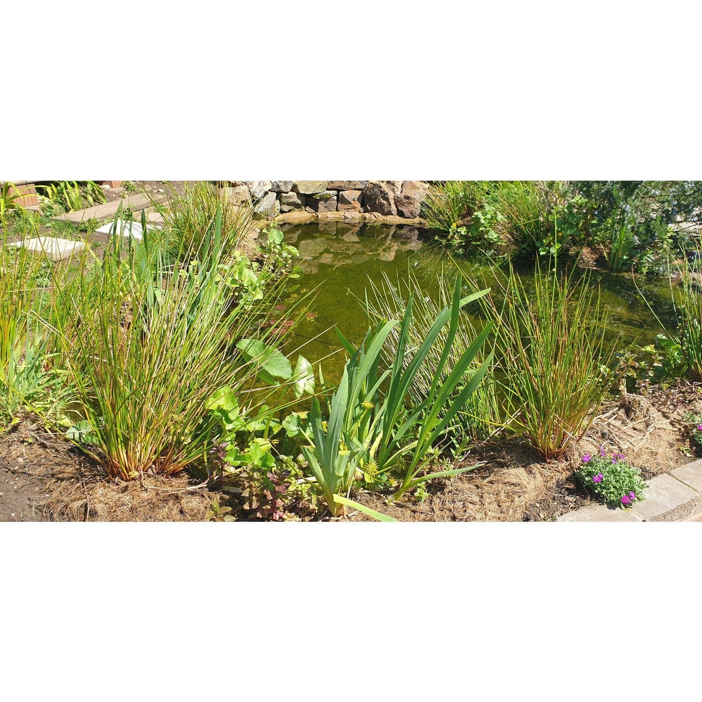 Coir mats for ponds