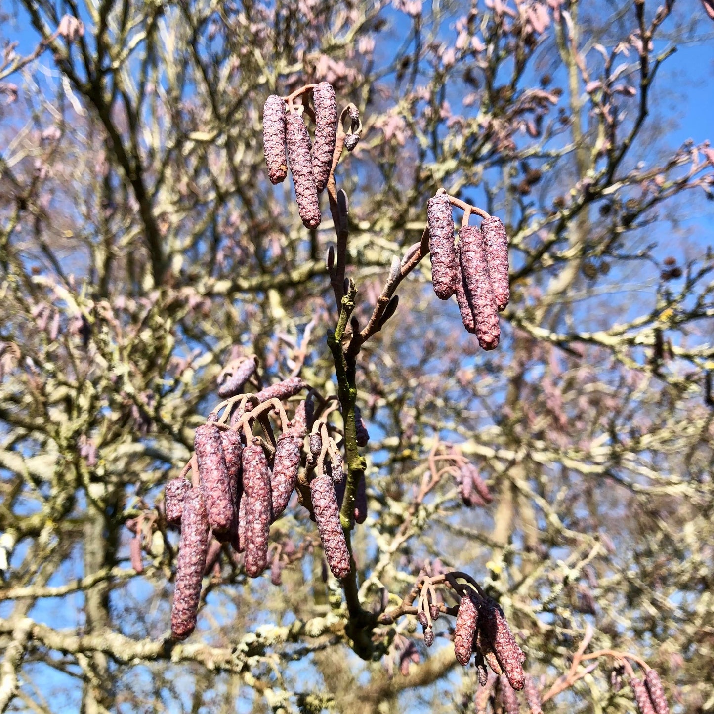 Purple alder catkins