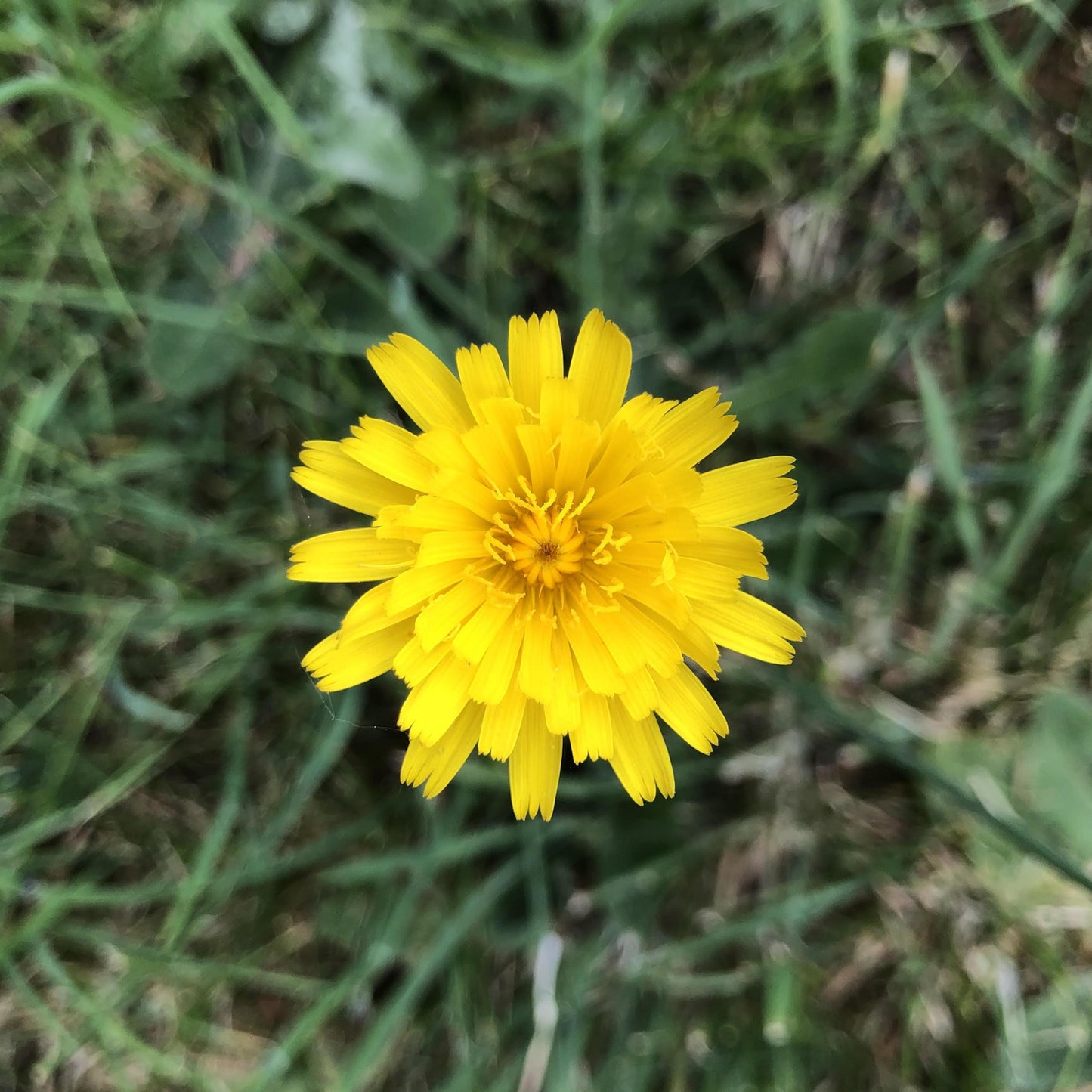 Flowering Lawn Seed Mix - Including Grasses