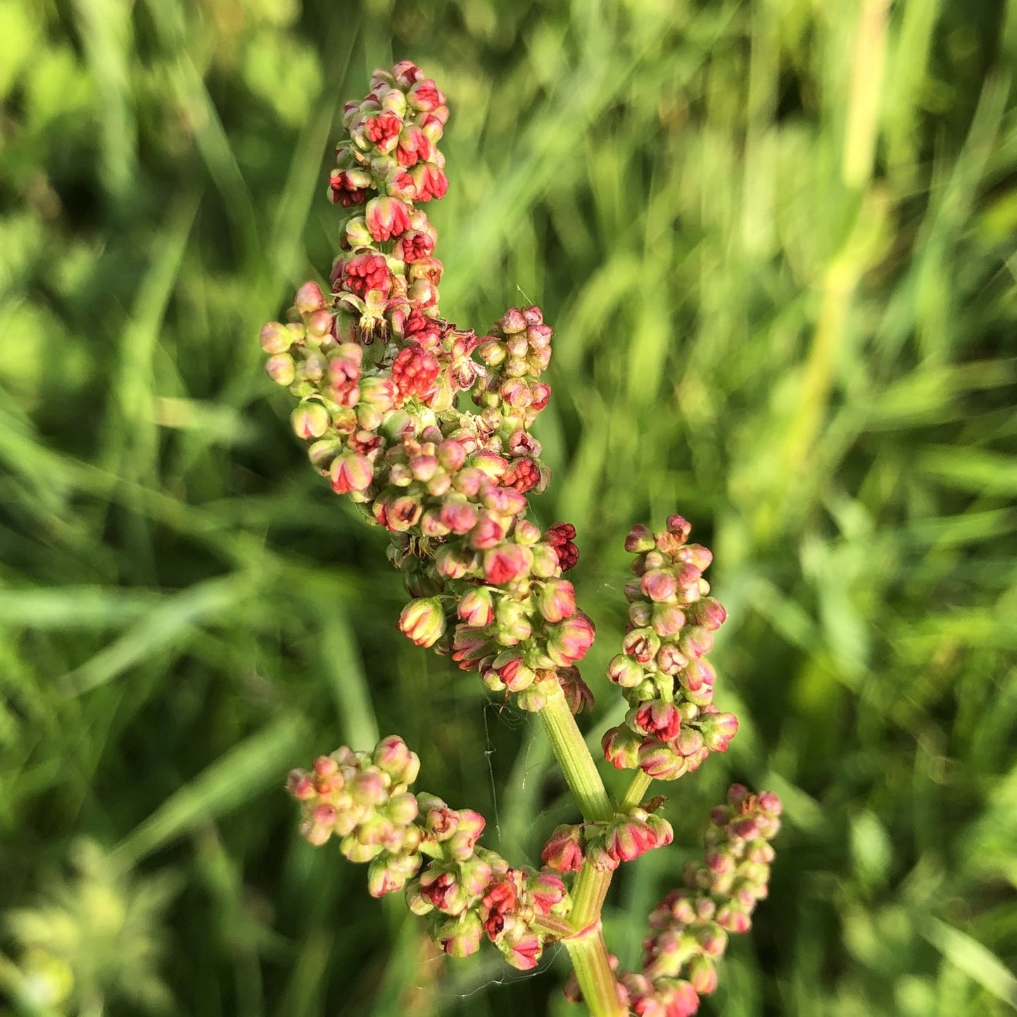 Basic Wildflower Meadow Seed Mix