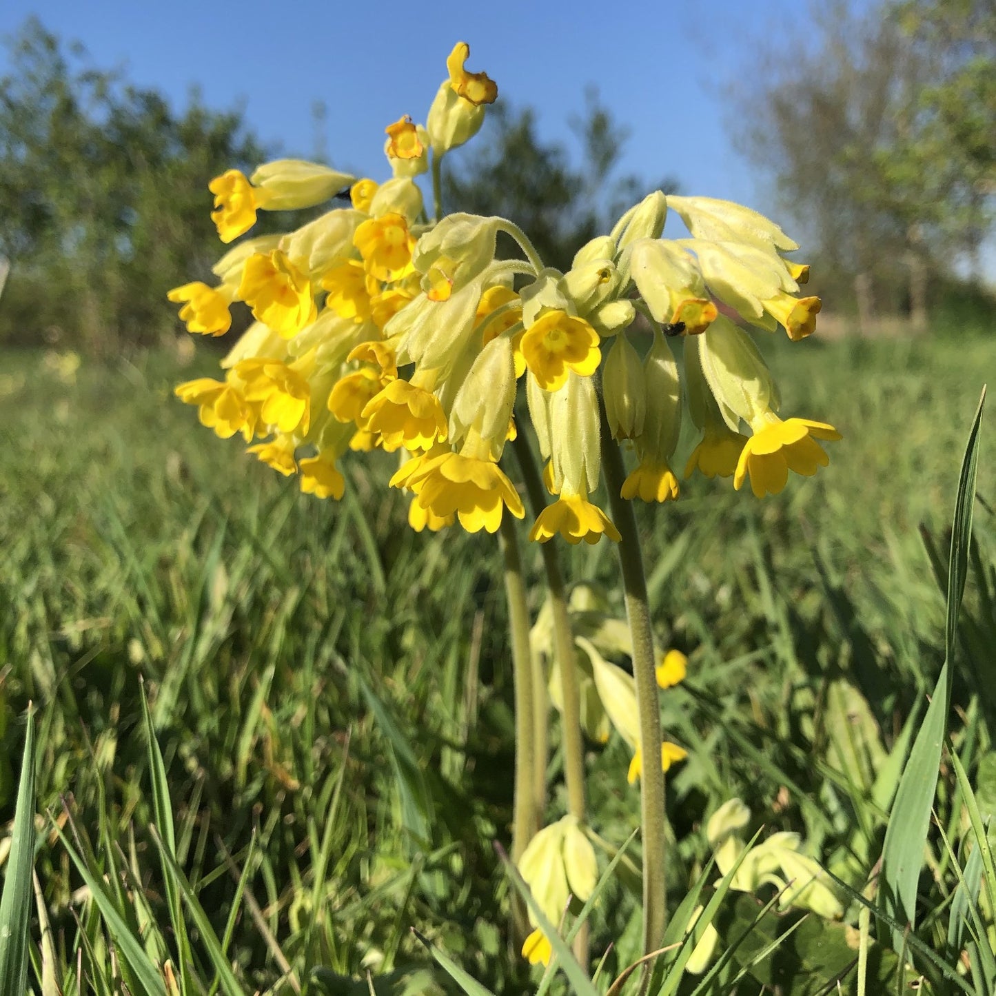 Cowslip, Primula veris