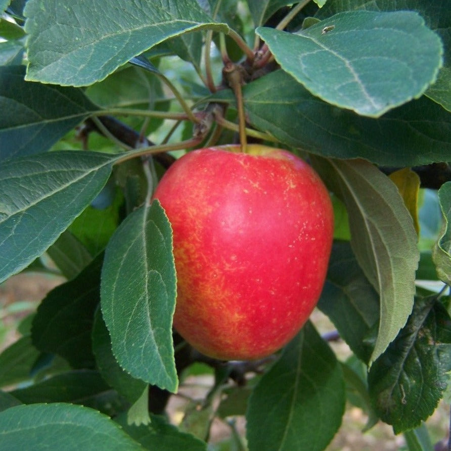 Crab apple - Veitch's Scarlet