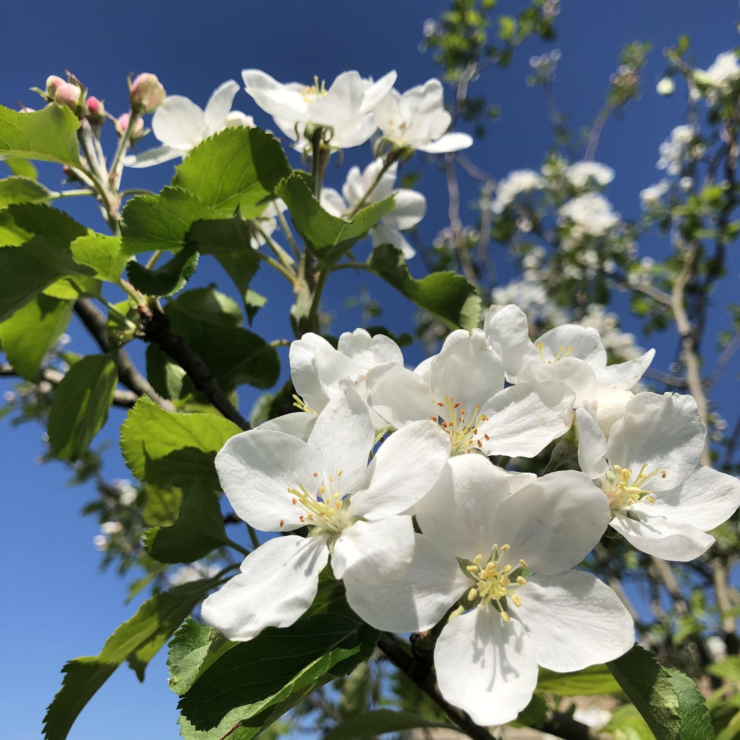 Crab apple 'Dartmouth' blossom