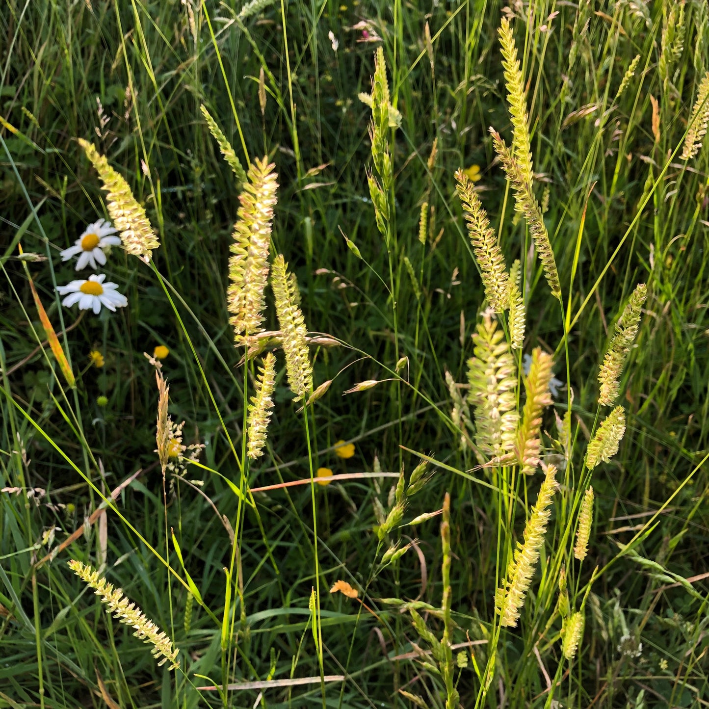 Crested dogstail in flower, evening light