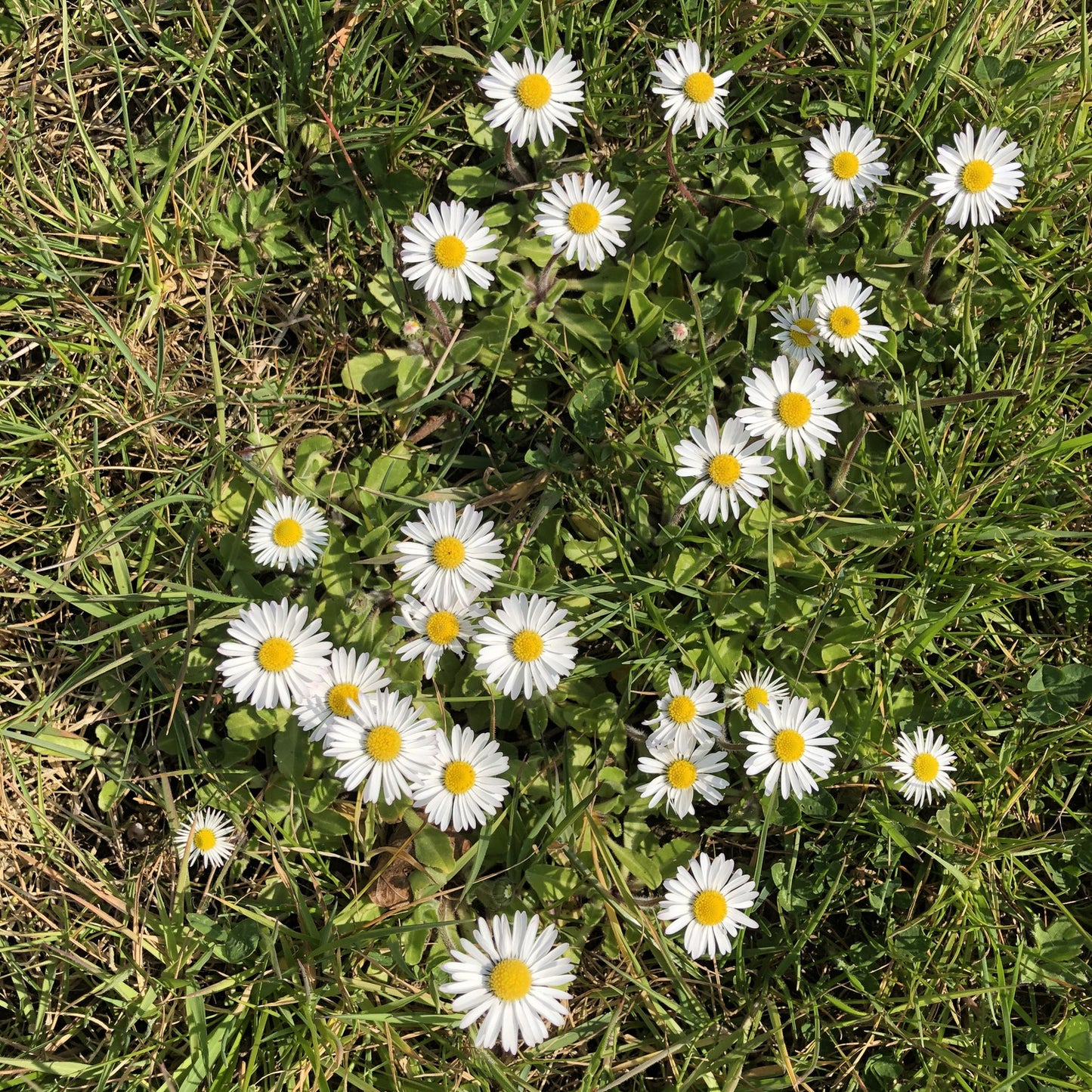 Flowering Lawn Seed Mix - Including Grasses