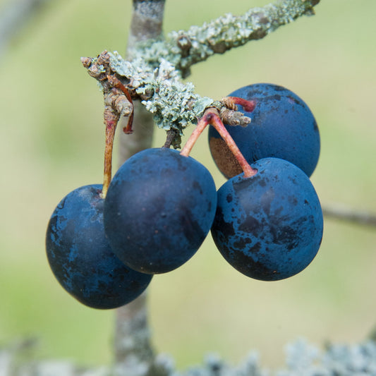 Damson 'Farleigh'