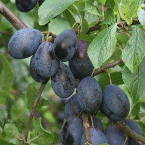 Damson Tree - Westmorland