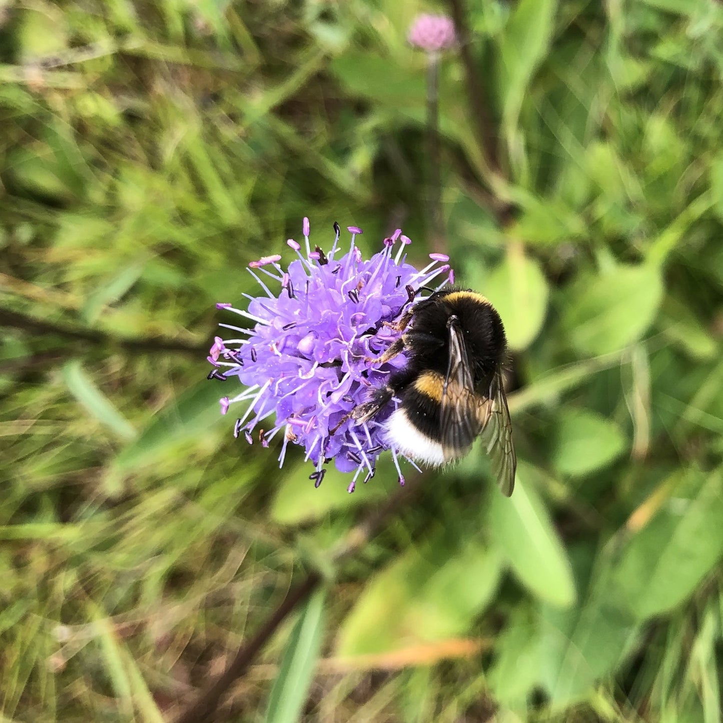 Wildflowers for heavy soils