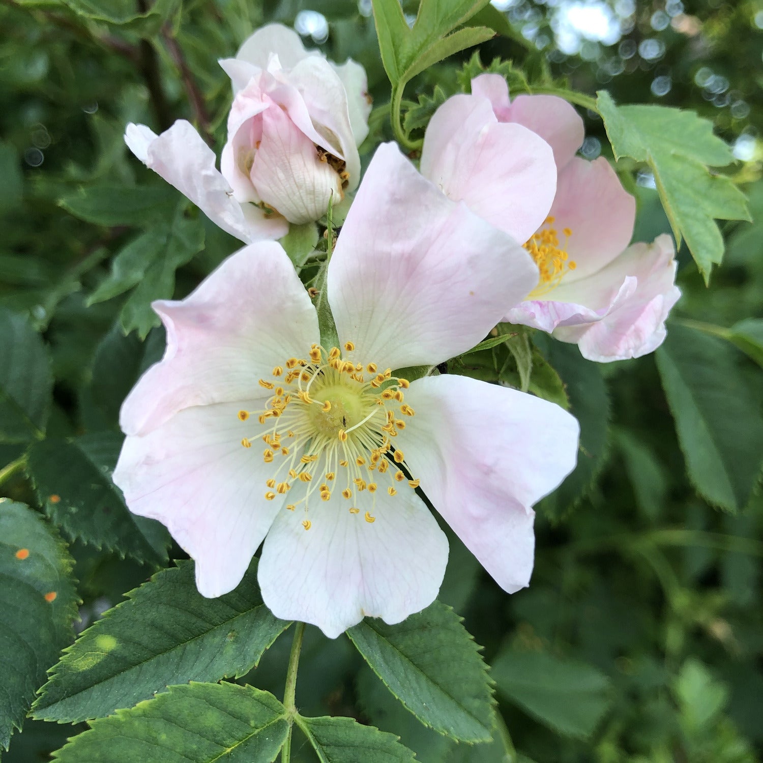 Rosa canina