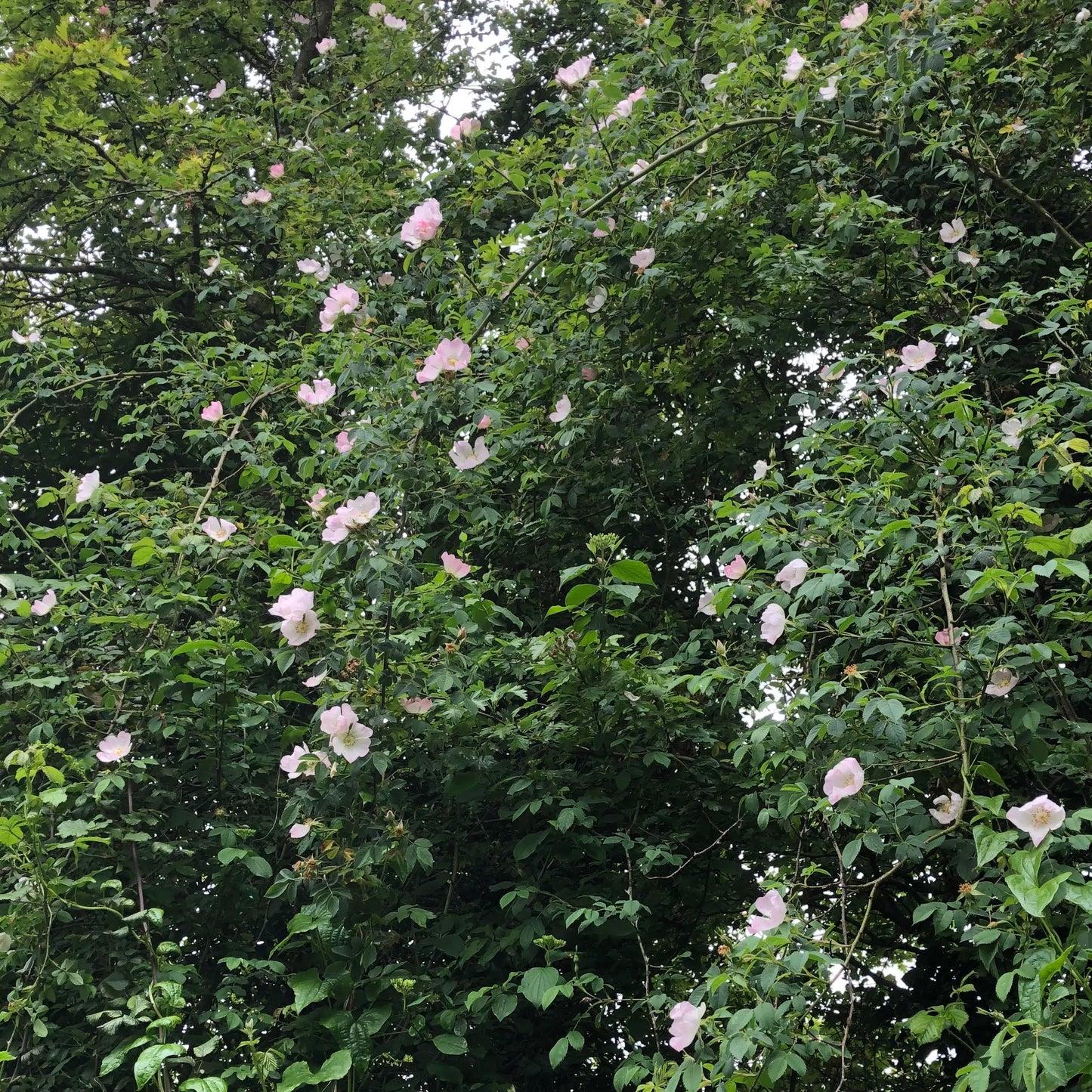 Flowering Dog rose, Rosa canina