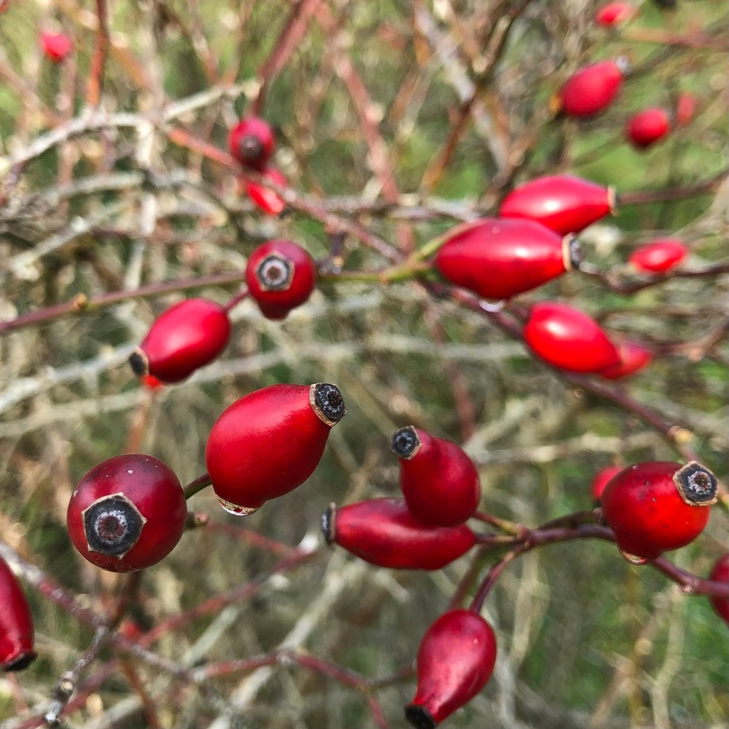 Dog rose Rosa canina hips