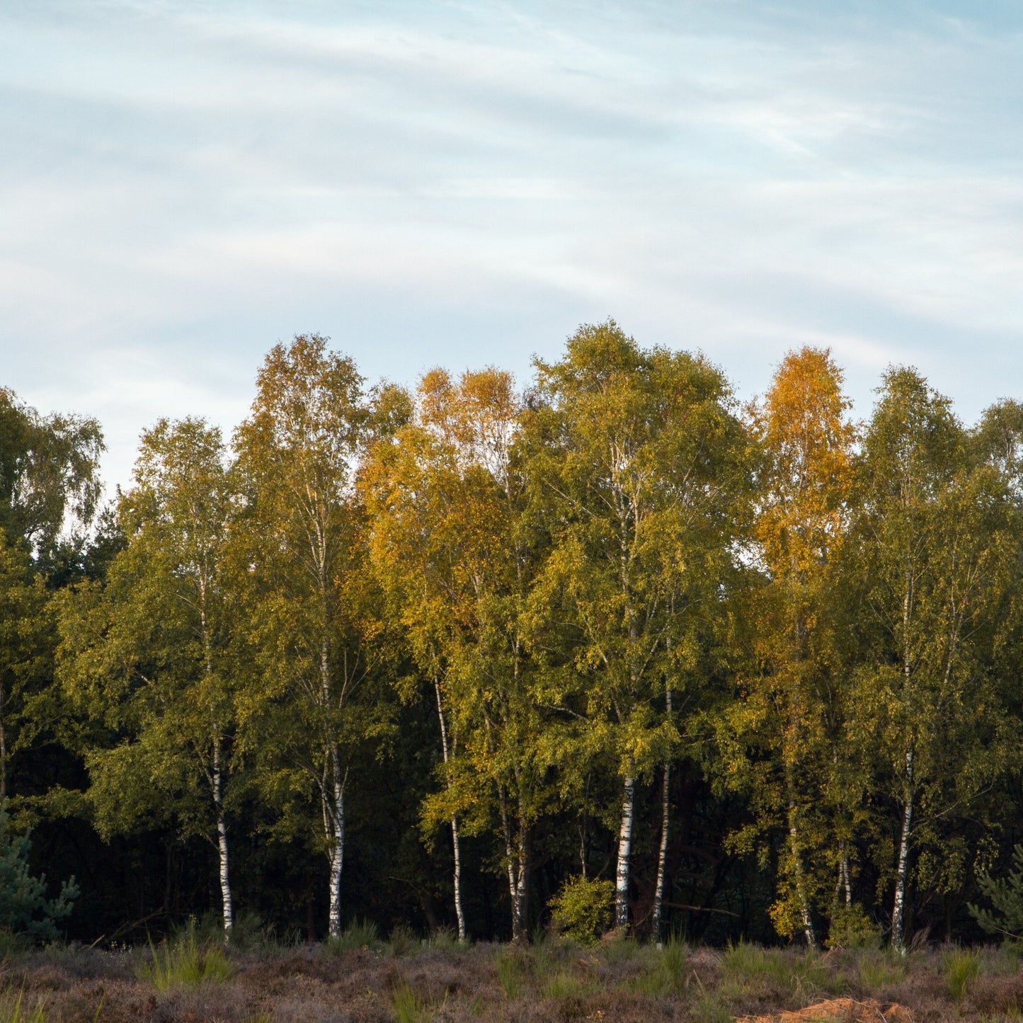 Downy birch