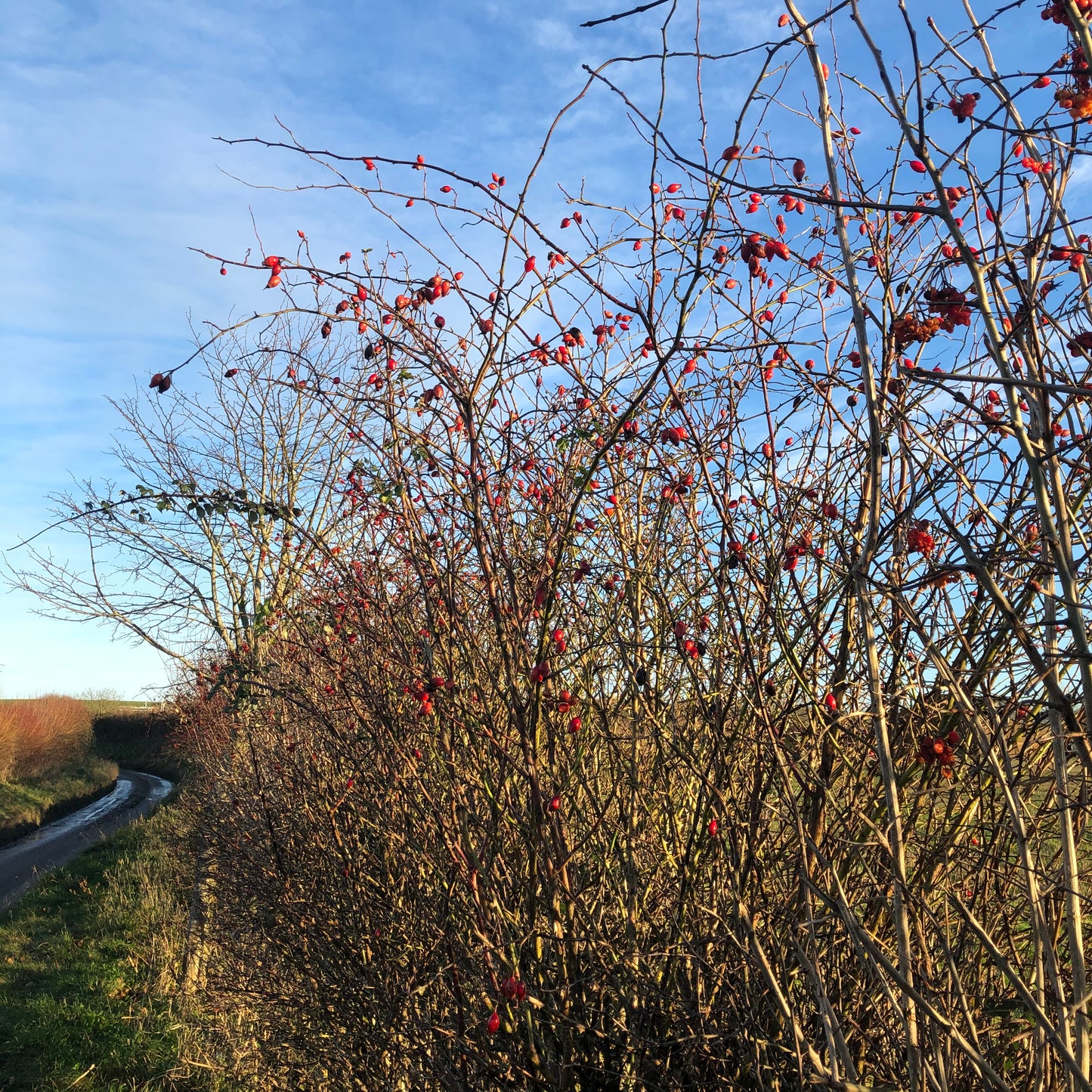 Hedge Plants: Conservation Hedge Mix