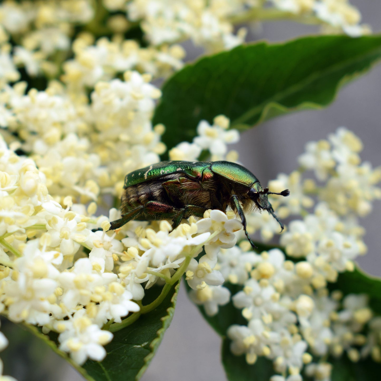 Common elder 