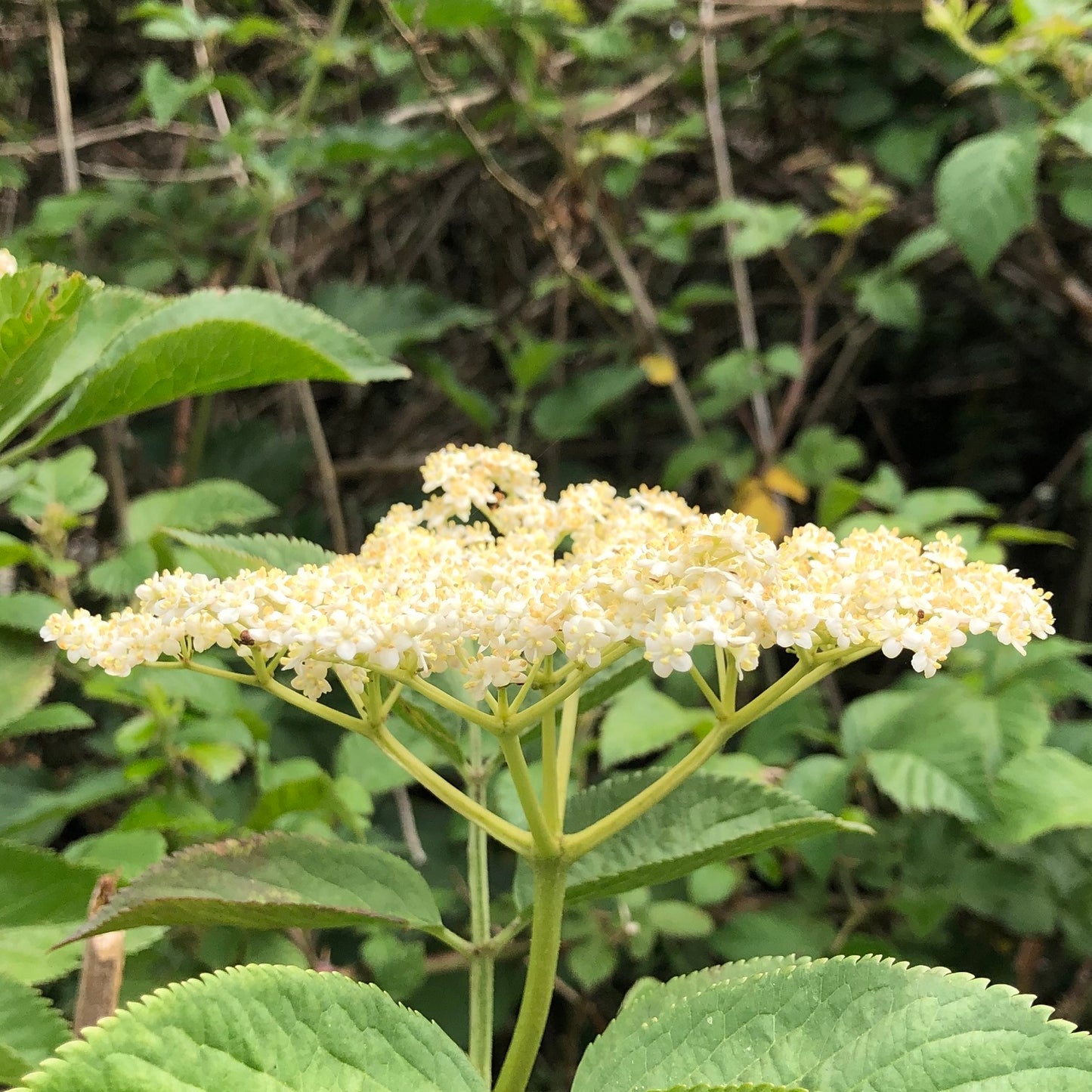 Elder, Sambucus nigra