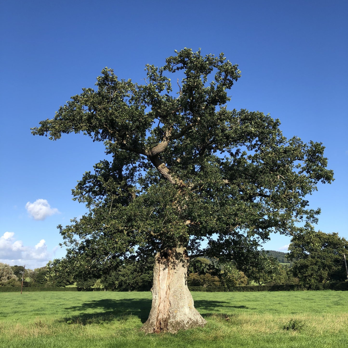 Veteran oak, Somerset