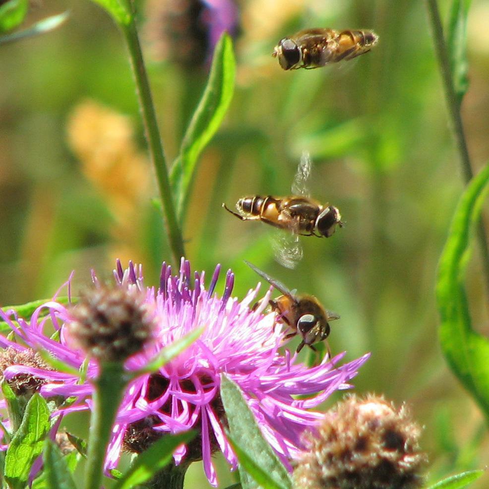 Wildflowers for heavy soils