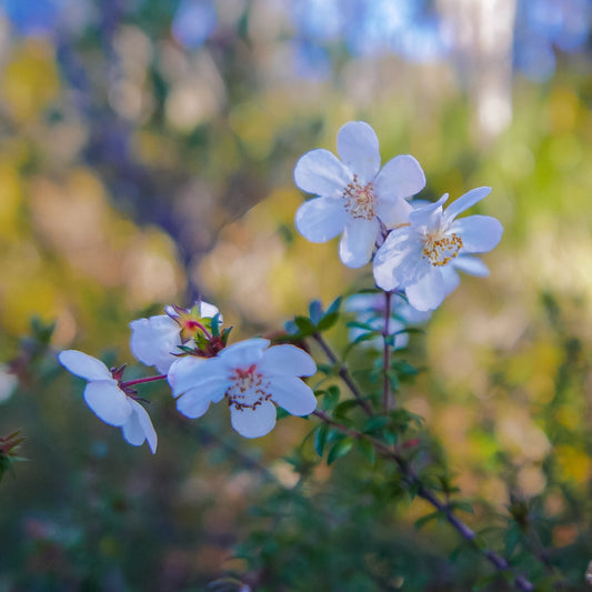 Eucryphia lucida flowers