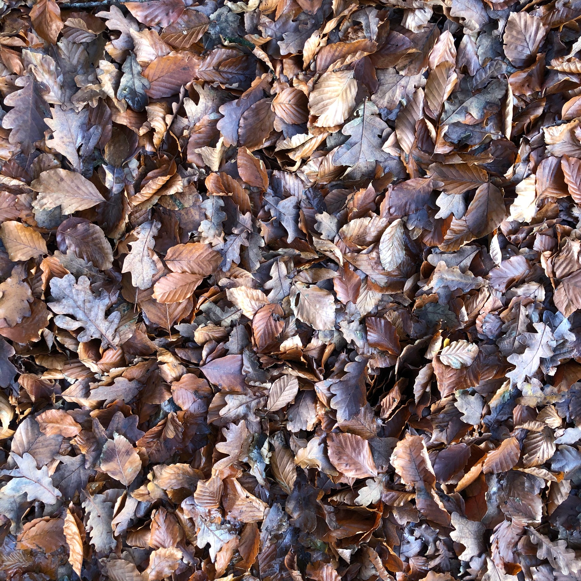 Mixed woodland leaves