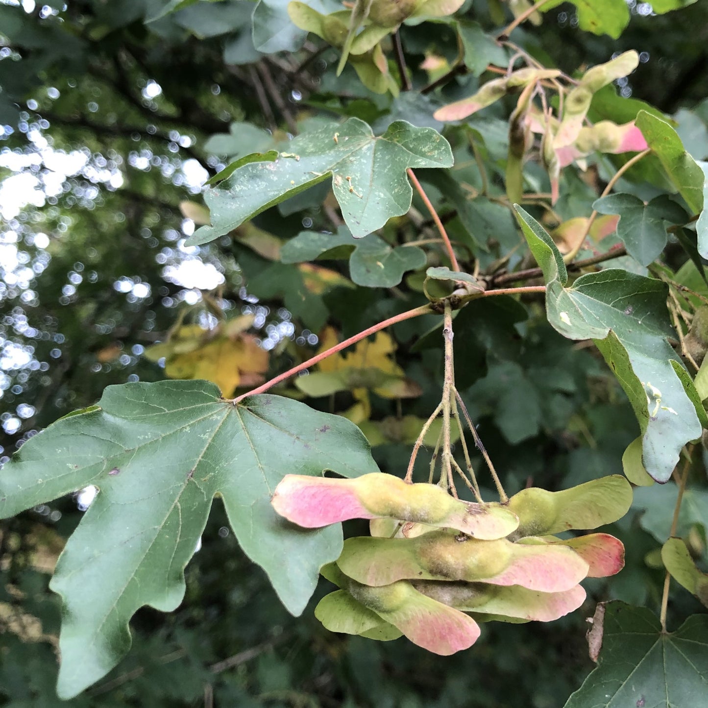 Field maple seeds