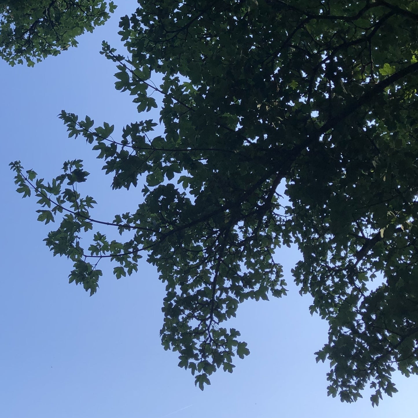 Field maple, Black Mountains