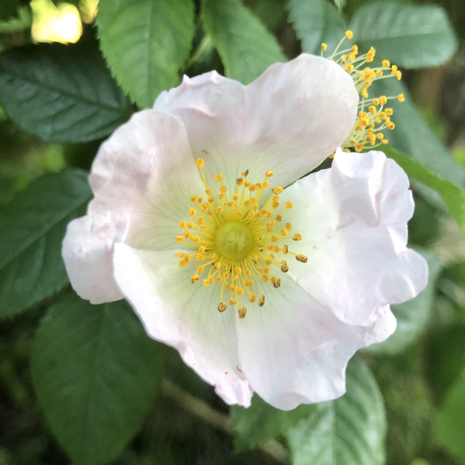 Rosa arvensis