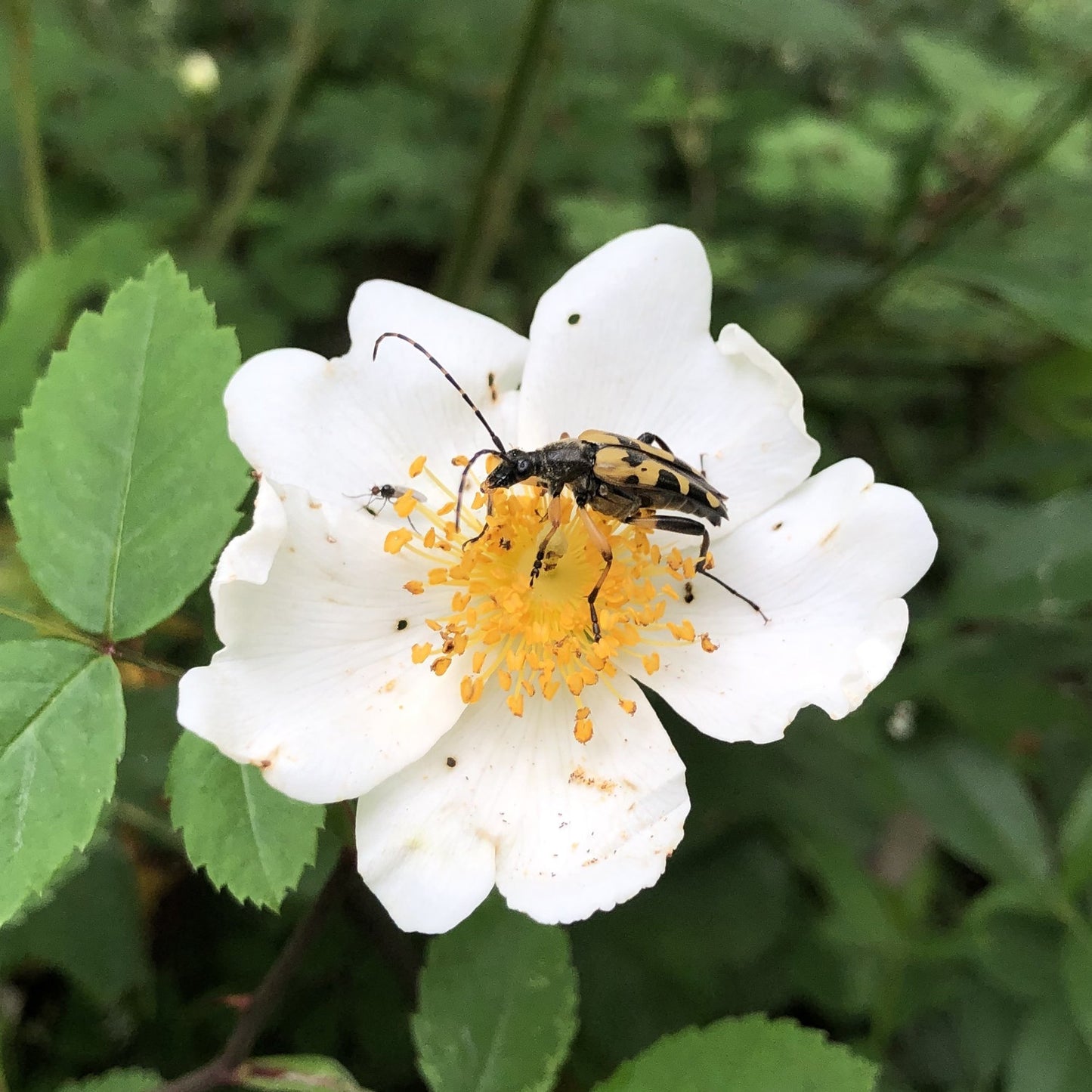 Field rose and Yellow and black longhorn beatle