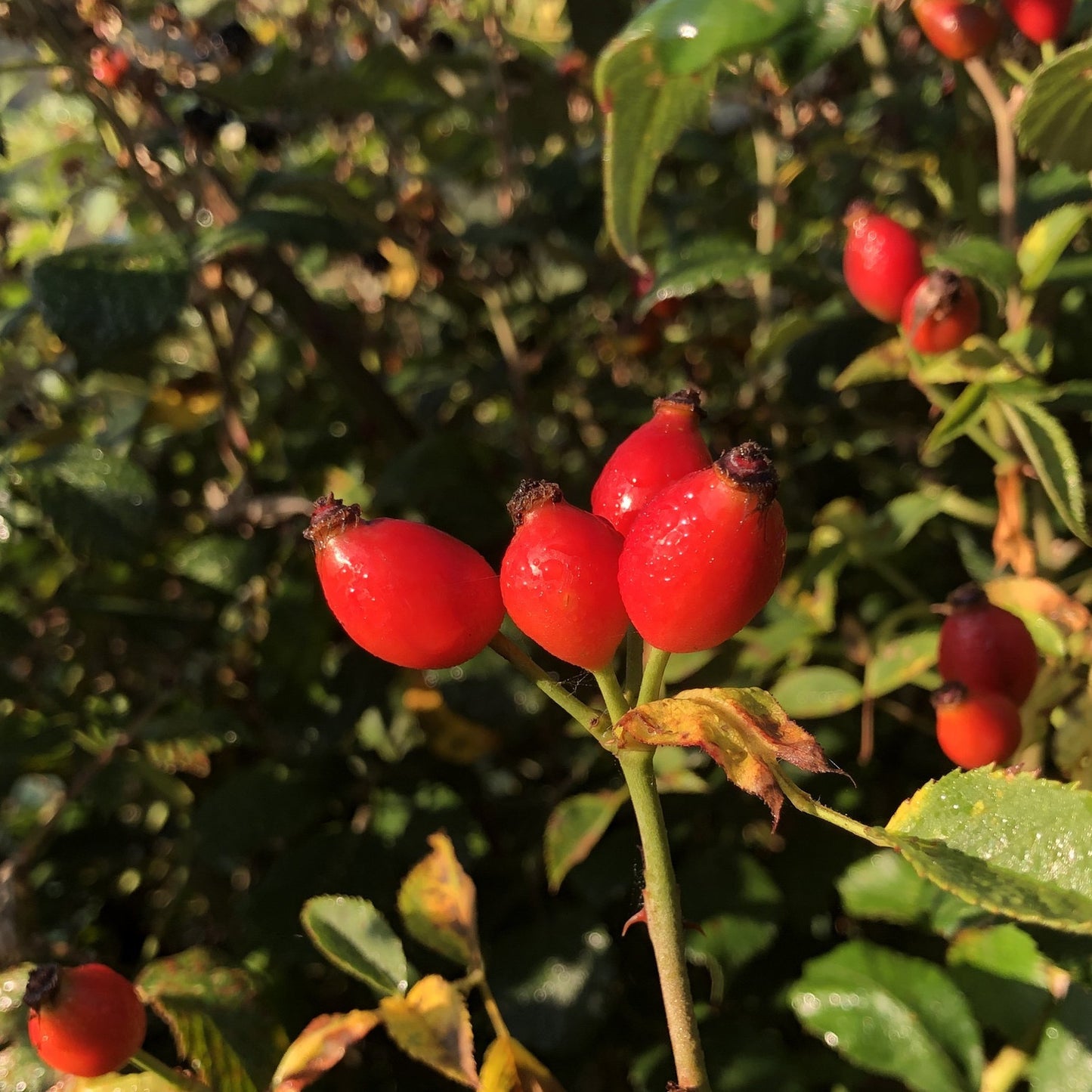 Field rose haws, morning light, Vale of Ewyas