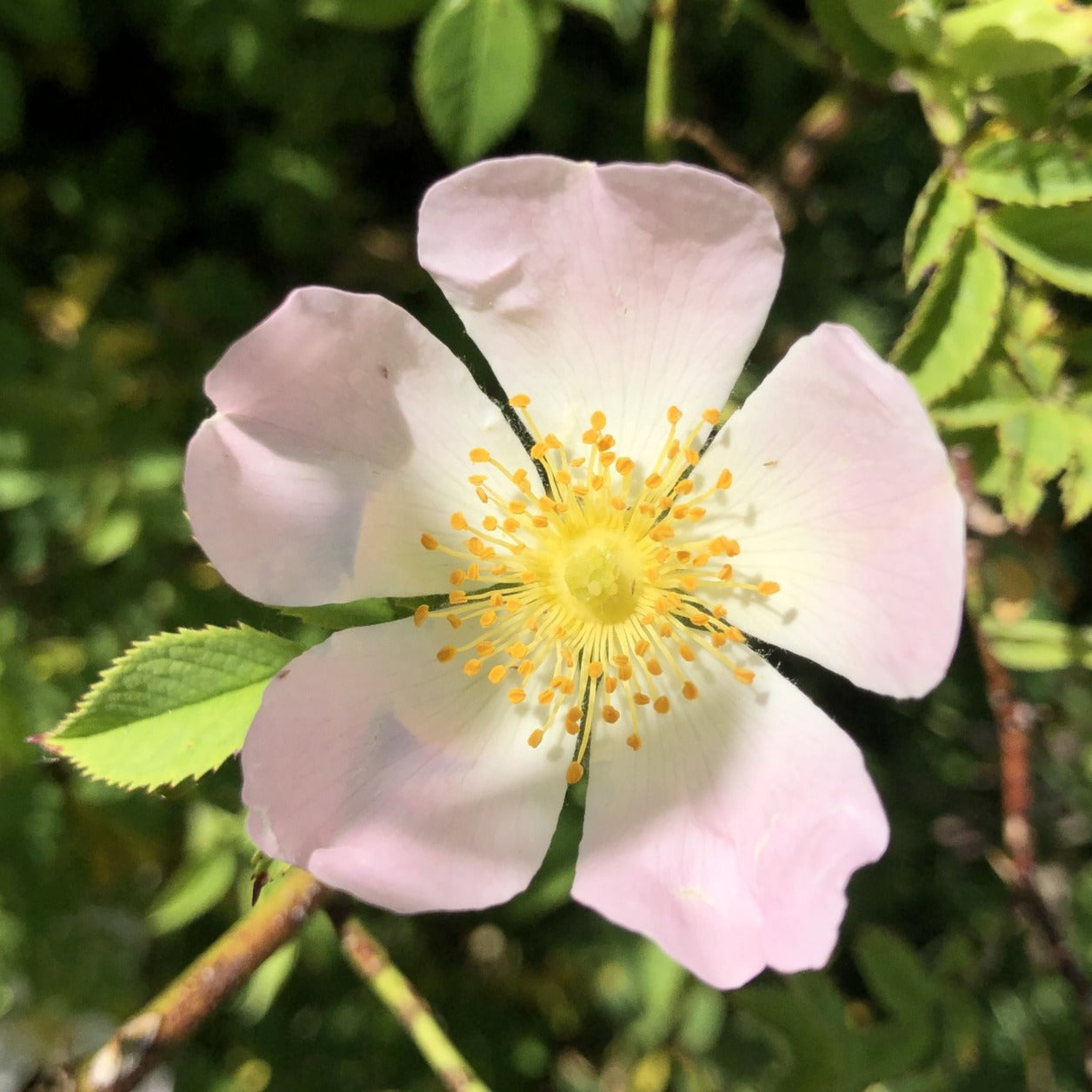 Field rose, Rosa arvensis