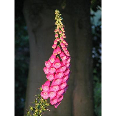 Foxglove (Digitalis purpurea)