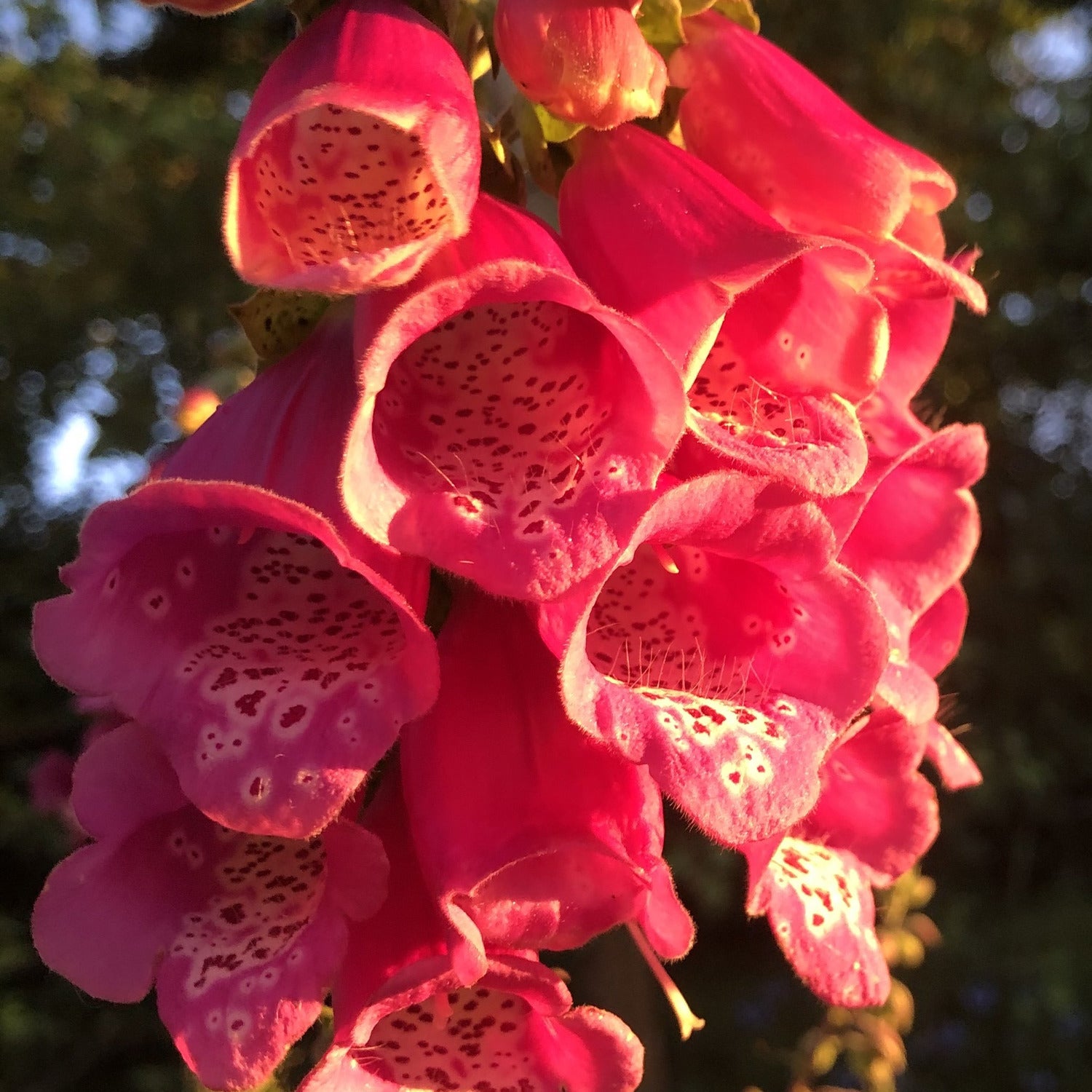 Foxglove Digitalis purpurea