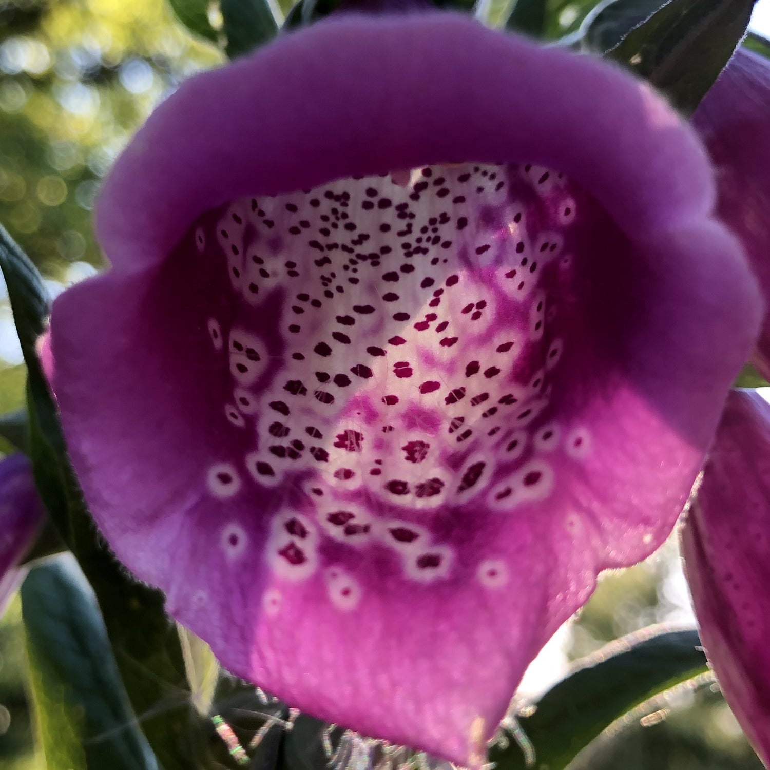 Foxglove Digitalis purpurea