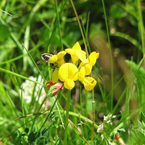 Basic Wildflower Meadow Seed Mix