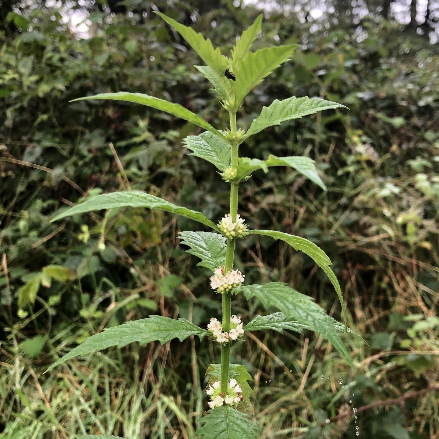 Pond Edge Plants