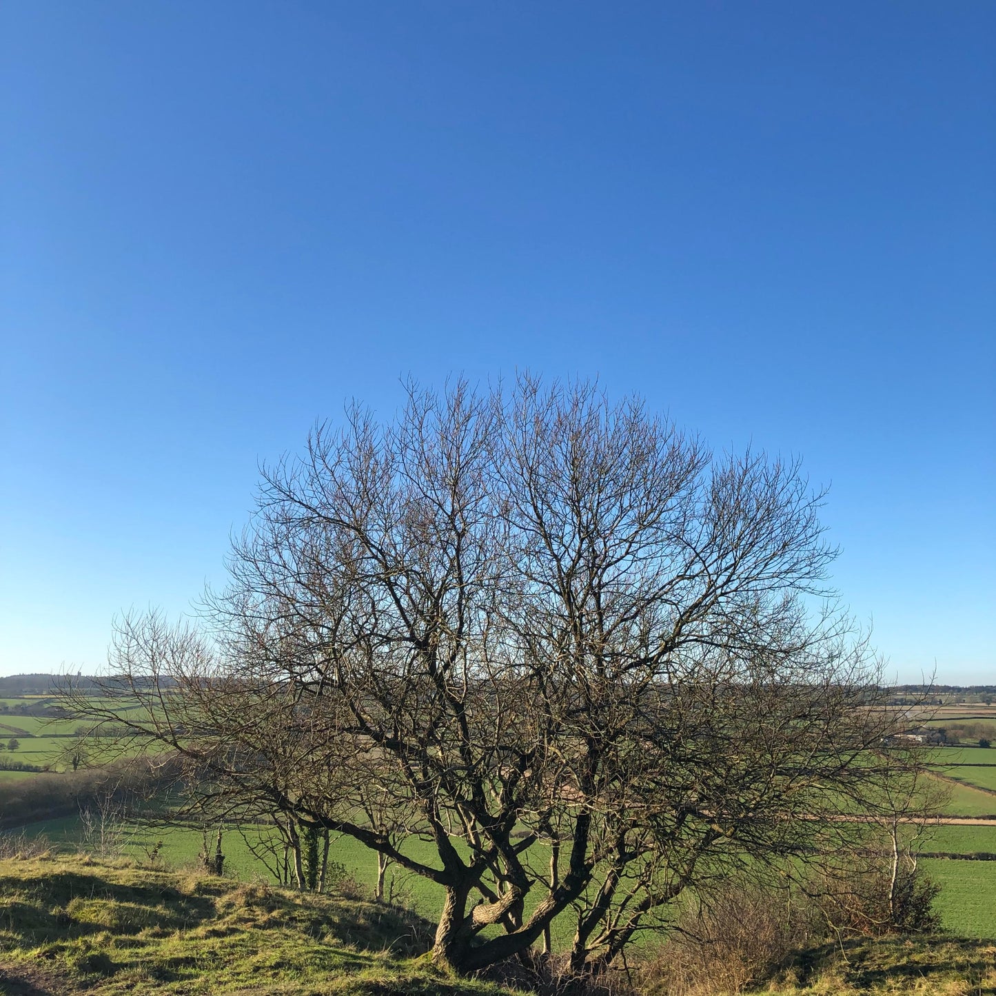 Goat willow, Salix caprea