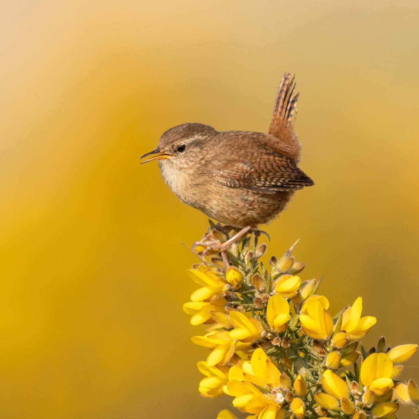 Gorse and Wren