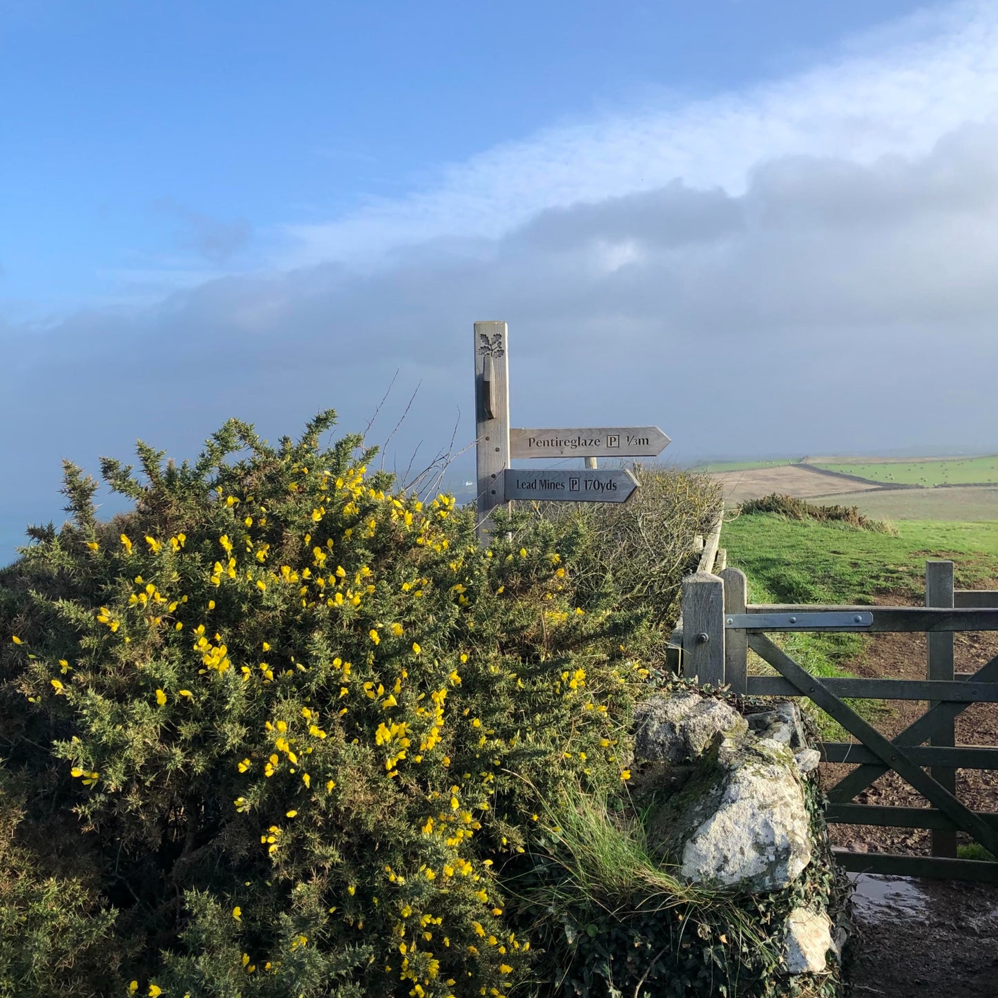 Gorse (Ulex europaeus)