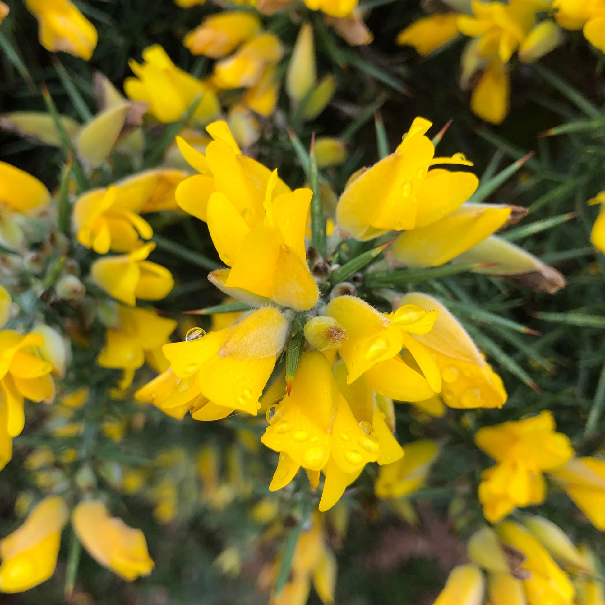 Gorse in flower