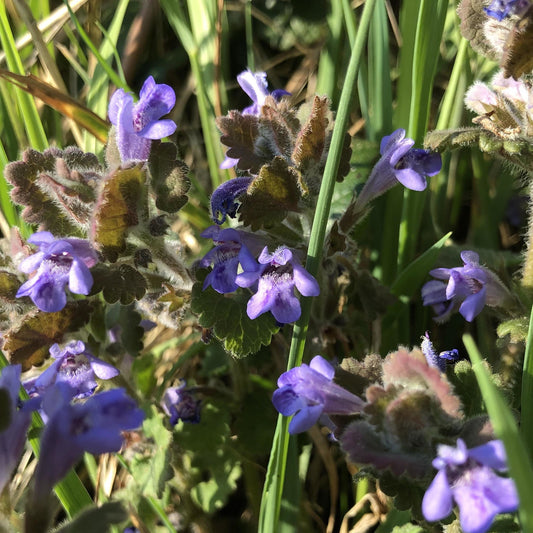 Glechoma hederacea 