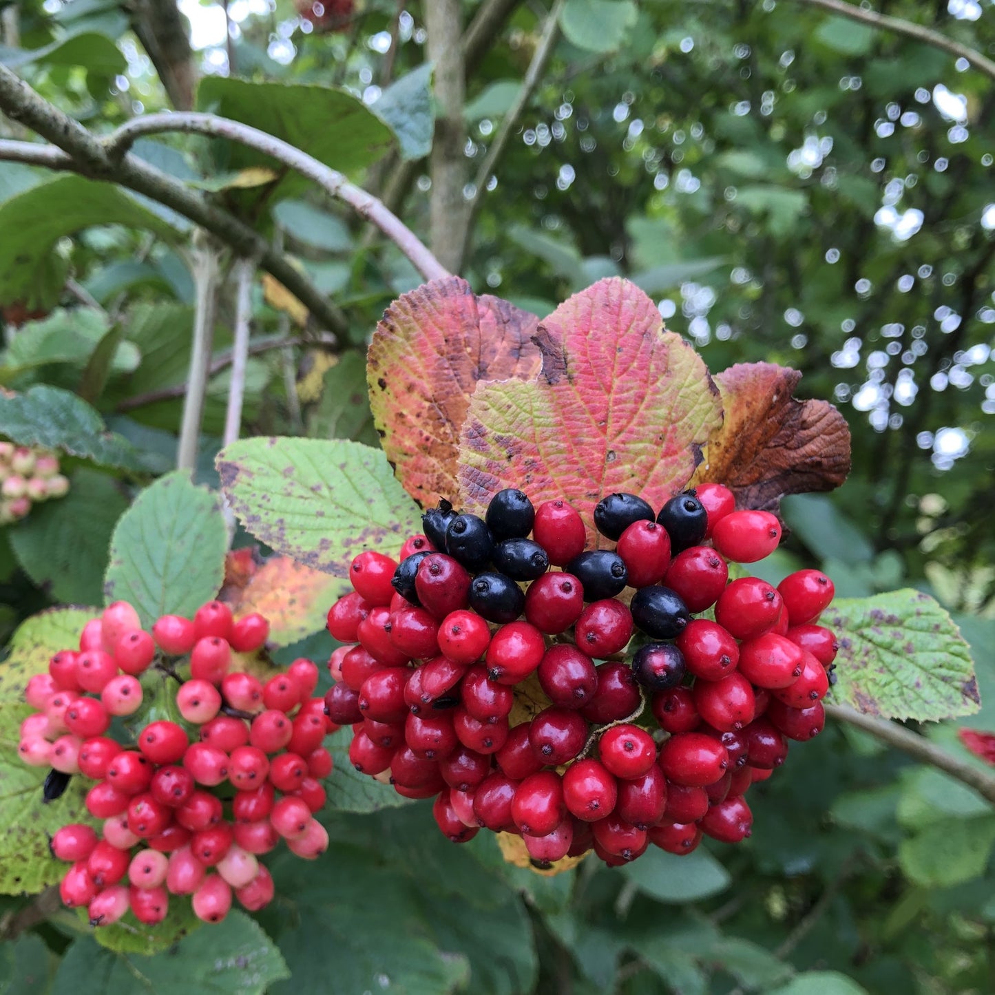 Hedge plant: Guelder rose