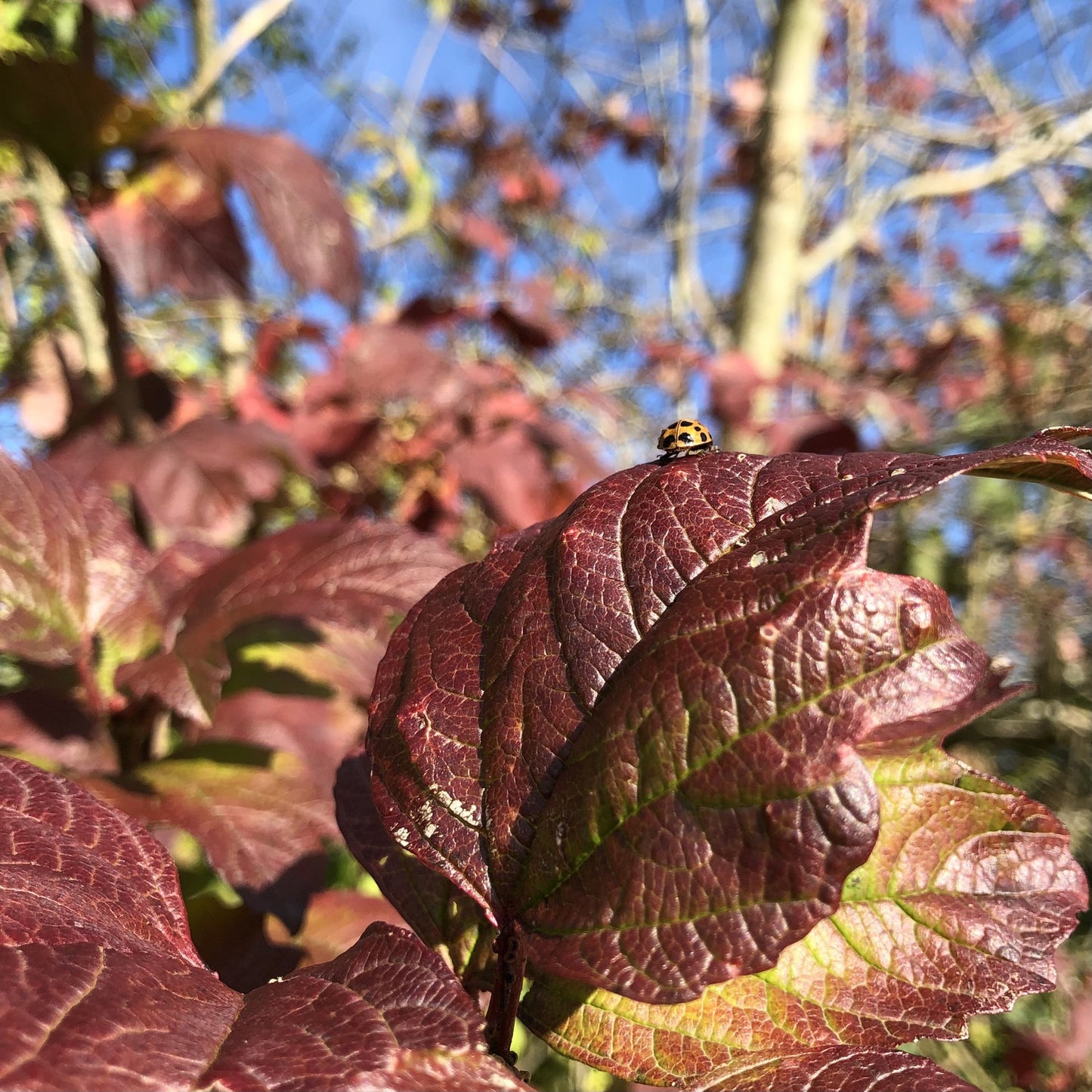 Guelder Rose (Viburnum opulus)