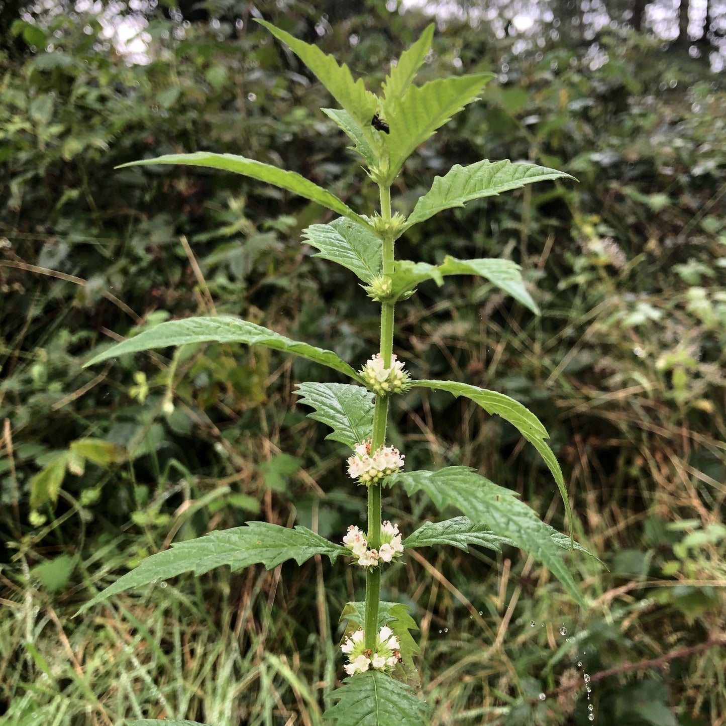 Wildflowers for heavy soils