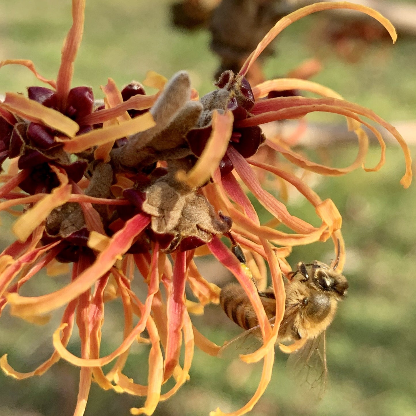 Witch hazel and honeybee